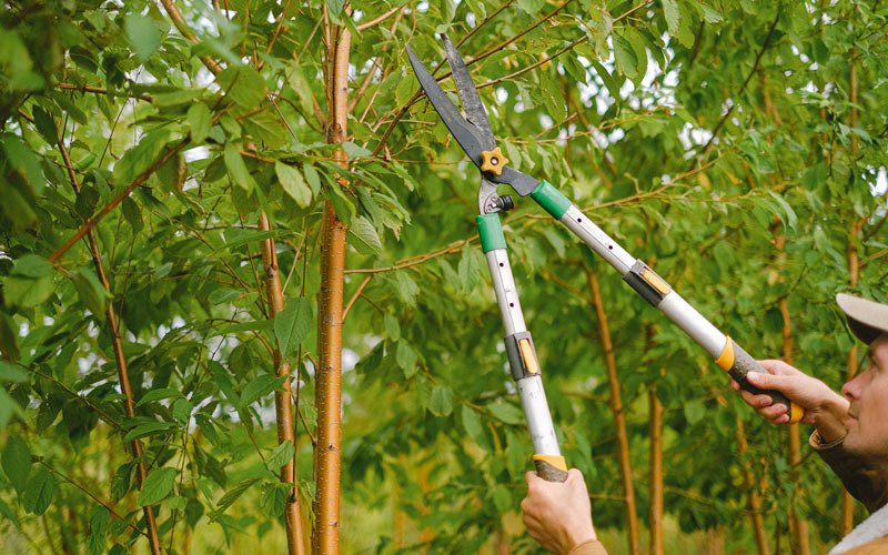 Tree trimming in Tomah, WI